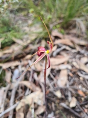 Caladenia reticulata