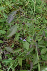 Dyschoriste quadrangularis