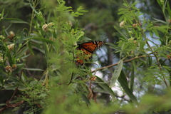 Danaus plexippus