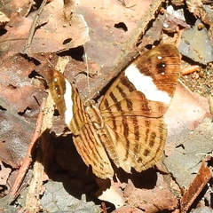 Ectima erycinoides