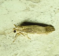 Lambula obliquilinea