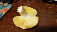 Russula lutea