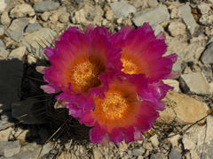 Thelocactus bicolor