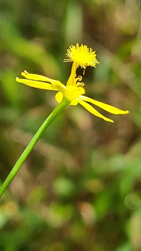 Image of Bulbine semibarbata by no rights reserved