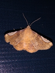 Mazacyla relata