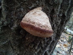 Fomes fomentarius