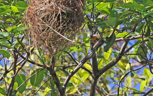 Pink-throated Becard