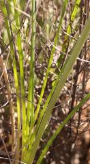 Bulbinella cauda-felis