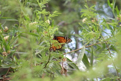 Danaus plexippus