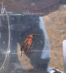 Crossidius coralinus