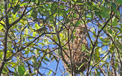 Pachyramphus minor