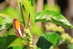 Adelpha cytherea