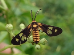 Thyrassia