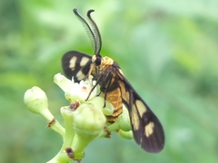 Thyrassia