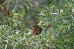 Danaus plexippus