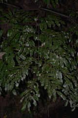 Ptisana attenuata