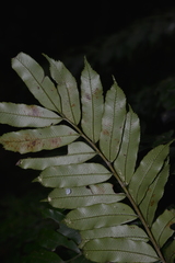Ptisana attenuata