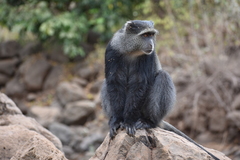 Cercopithecus mitis manyaraensis