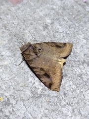 Celiptera remigioides