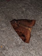 Celiptera remigioides