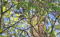 Pachyramphus minor