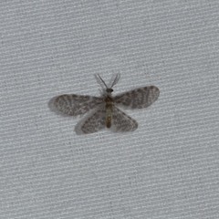 Dilaridae