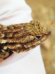 Sceloporus occidentalis