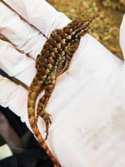 Sceloporus occidentalis