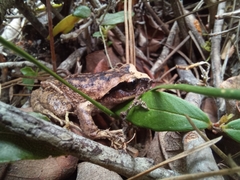 Vanzolini's Spiny-Chest Frog photo 2