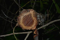 Acacia spirorbis