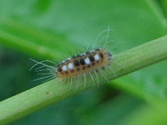 Thyrassia
