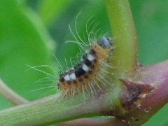 Thyrassia
