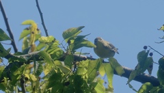 Setophaga caerulescens