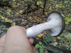 Pleurotus ostreatus