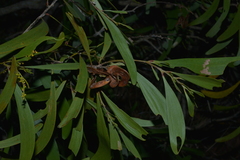 Acacia spirorbis