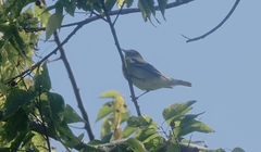 Setophaga caerulescens