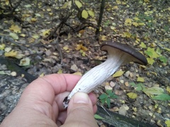 Pleurotus ostreatus