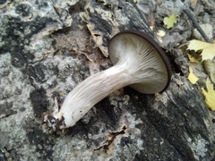 Pleurotus ostreatus