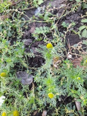 Matricaria discoidea