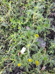 Matricaria discoidea