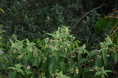 Lippia myriocephala