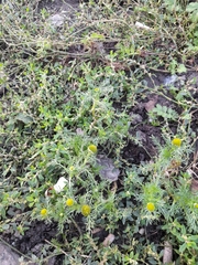 Matricaria discoidea