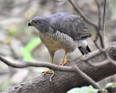 Accipiter tachiro