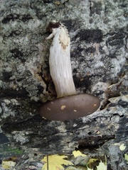 Pleurotus ostreatus