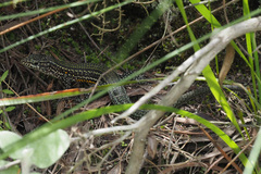 Tropidosaura gularis