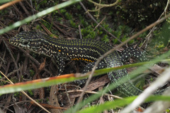 Tropidosaura gularis