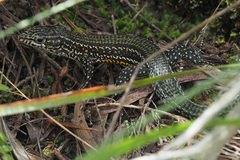 Tropidosaura gularis