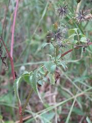 Bidens biternata