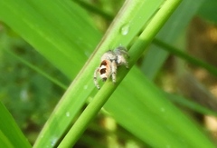 Phidippus pacosauritus