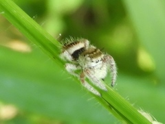 Phidippus pacosauritus